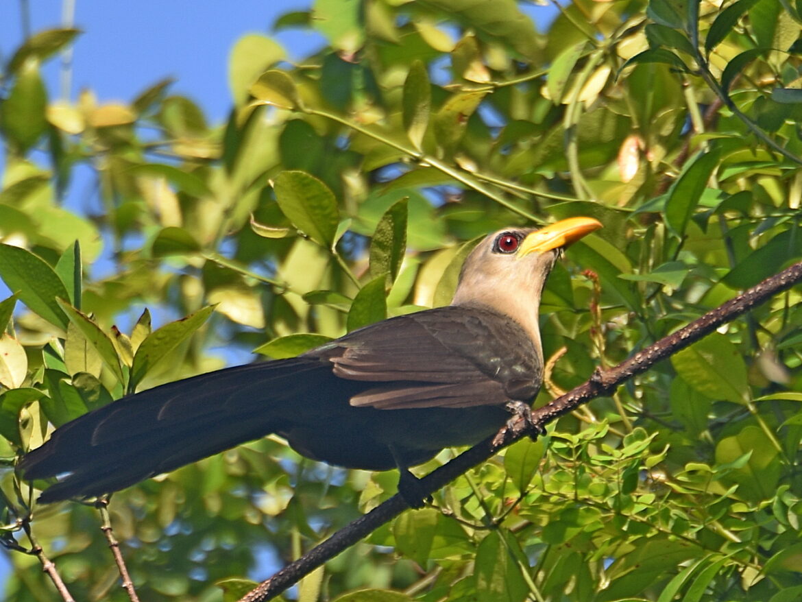 Malkoha, Green