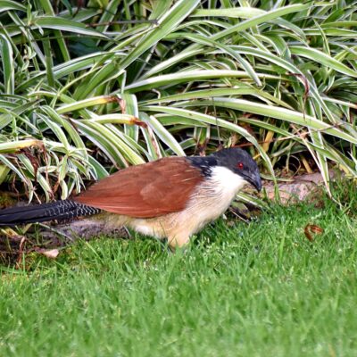 'Bella Vista', Plettenberg Bay, Western Cape - September 2025