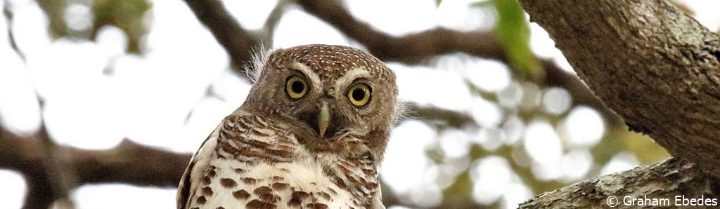 Owlet, African Barred