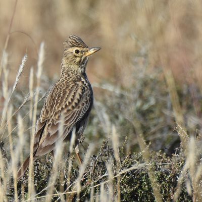 Mountain Zebra National Park, Eastern Cape, South Africa - 13 July 2022