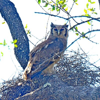 Shingwedzi, Kruger National Park - November 2025