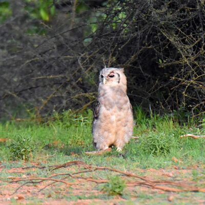 Shingwedzi, Kruger National Park - November 2025