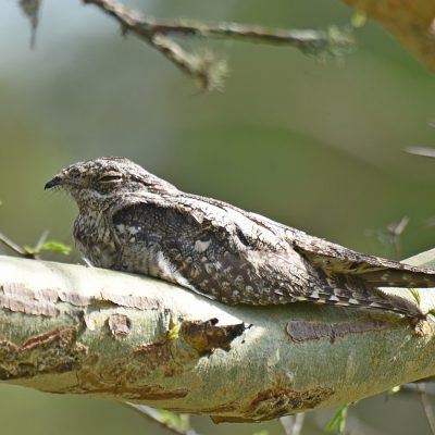 Coutada 11, Sofala, Mozambique - 12 December 2022