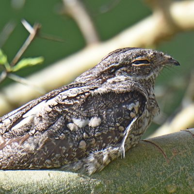 Coutada 11, Sofala, Mozambique - 12 December 2022