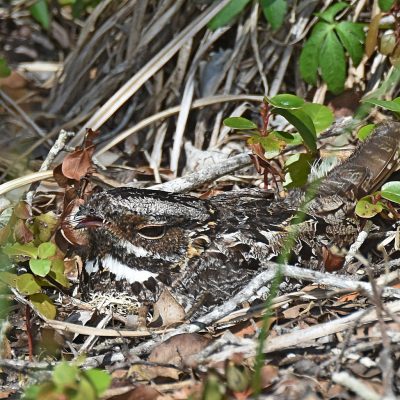 Plettenberg Bay, Western Cape -                 
  3 November 2022  