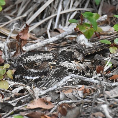 Plettenberg Bay, Western Cape -            
15 November 2022