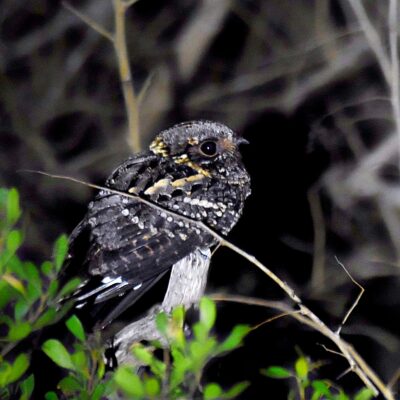 Plettenberg Bay, Western Cape - August 2025