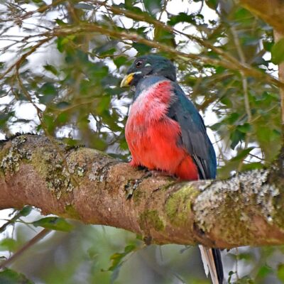 Uplands rd, Plettenberg Bay, Western Cape - January 2025