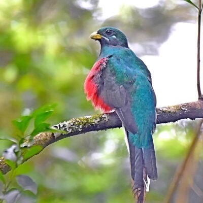 Uplands rd, Plettenberg Bay, Western Cape - January 2025