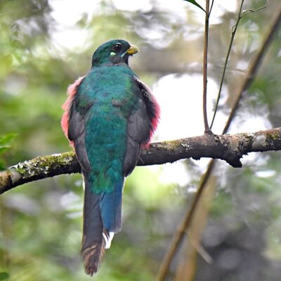 Notice fluffed red plumage on both sides indicating breeding bird.  -  Uplands rd, Plettenberg Bay, Western Cape - January 2025
         