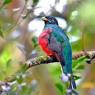 Uplands rd, Plettenberg Bay, Western Cape - January 2025