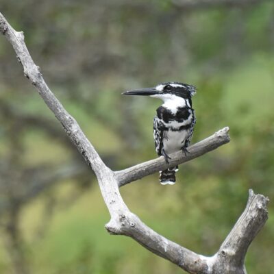 Kwendalo, Plettenberg Bay - February 2026