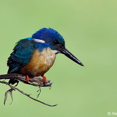 Walter Sisulu Botanical gardens, May 2012