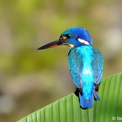 Walter Sisulu Botanical gardens, May 2012