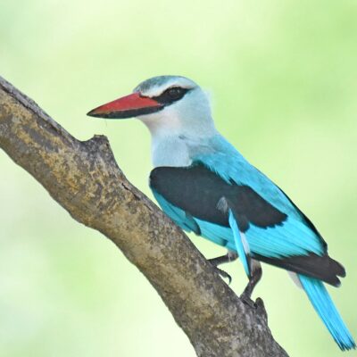 Shingwedzi, Kruger National Park - November 2025