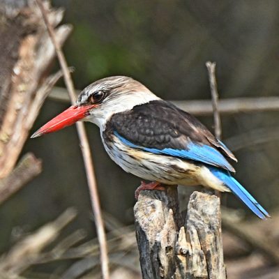 Plettenberg Bay, October 2021