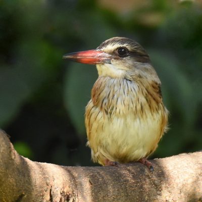 Zwartkop Country Club, Tshwane, Gauteng - June 2019