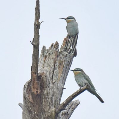Natures Valley, Plettenberg Bay, Western Cape - December 2023
