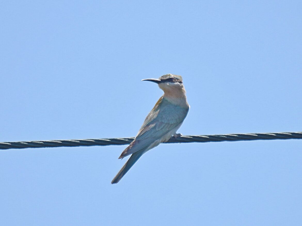 Bee-eater, Blue-cheeked