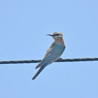 Vleesbaai, Western Cape - December 2023