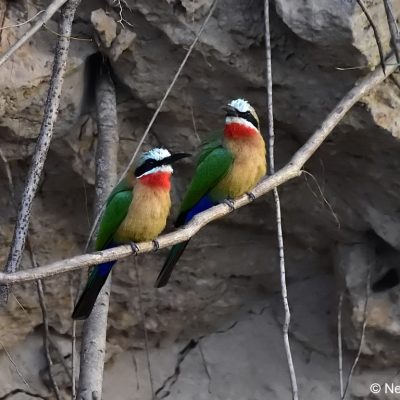 Caprivi House boat safari lodge,  April 2016