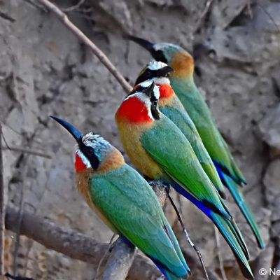 Caprivi House boat safari lodge,  April 2016