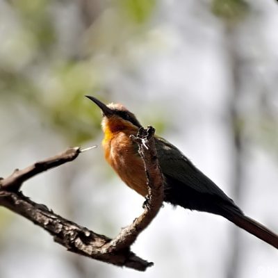 Yellow  'polymorphic'  colour