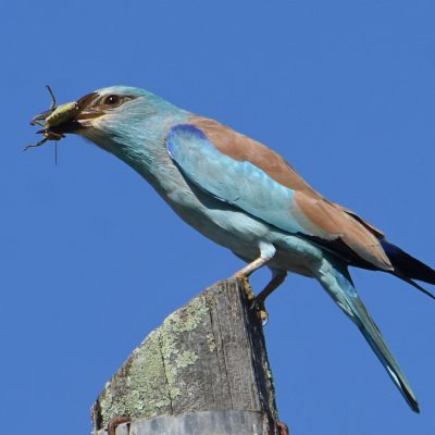 Plettenberg Bay, February 2022