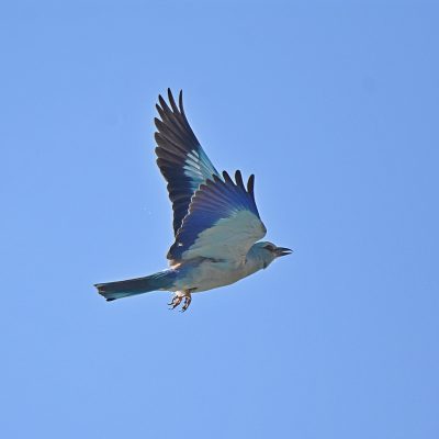 Plettenberg Bay, March 2022