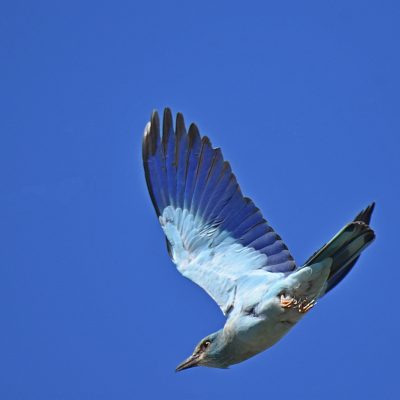 Plettenberg Bay, March 2022