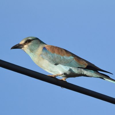 Plettenberg Bay, March 2022