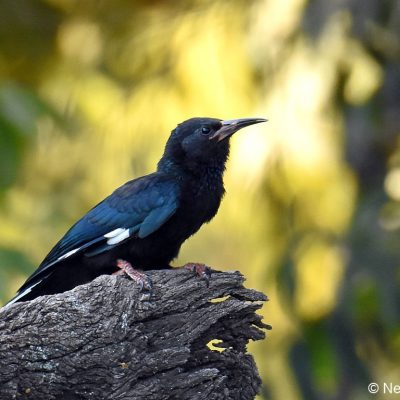 Fourways, September 2019