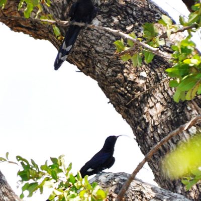 Kruger National Park, Mopani camp - December 2012