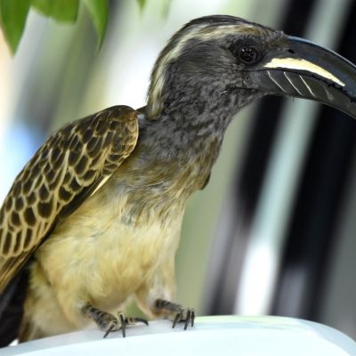 Rietvlei nature reserve, 6 January 2020