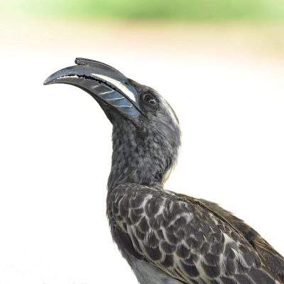 Rietvlei nature reserve, 6 January 2020