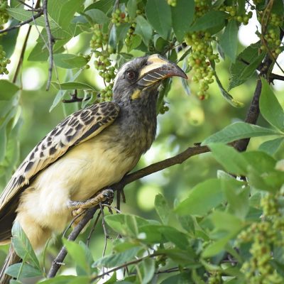 Rietvlei nature reserve, 6 January 2020