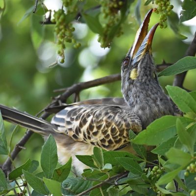 Rietvlei nature reserve, 6 January 2020