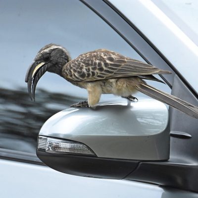 Rietvlei nature reserve, 6 January 2020