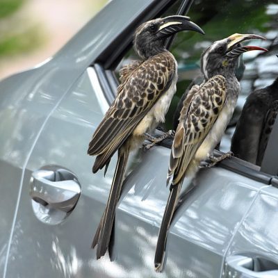 Rietvlei nature reserve, 6 January 2020