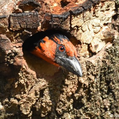 Zwartkop Country Club, Tshwane, Gauteng -September 2018