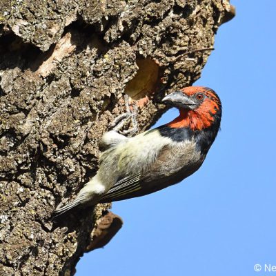 Zwartkop Country Club, Tshwane, Gauteng - September 2018