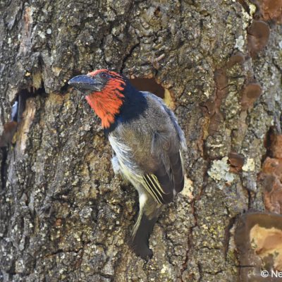 Zwartkop Country Club, Tshwane, Gauteng - September 2018