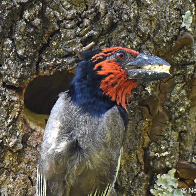 Zwartkop Country Club, Tshwane, Gauteng - September 2018