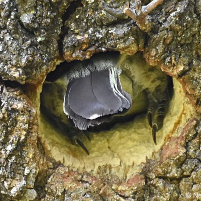 Zwartkop Country Club, Tshwane, Gauteng - September 2018