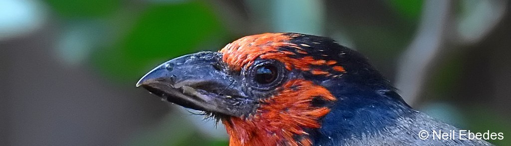 Barbet, Black-collared