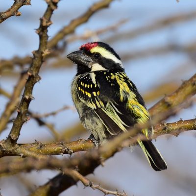 Witsand, Western Cape - December 2015