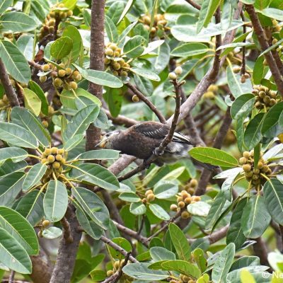 Mukuvisi Woodlands Zimbabwe,  23 Dec 2017