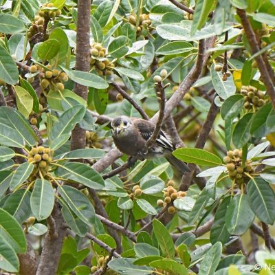Mukuvisi Woodlands Zimbabwe,  23 Dec 2017