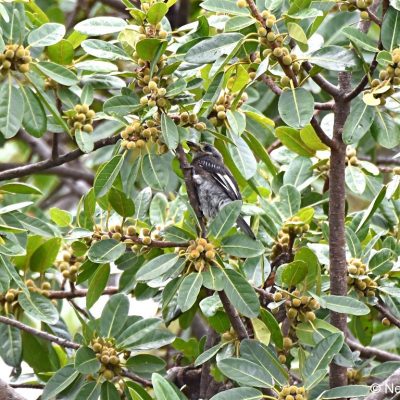 Mukuvisi Woodlands Zimbabwe,  23 Dec 2017