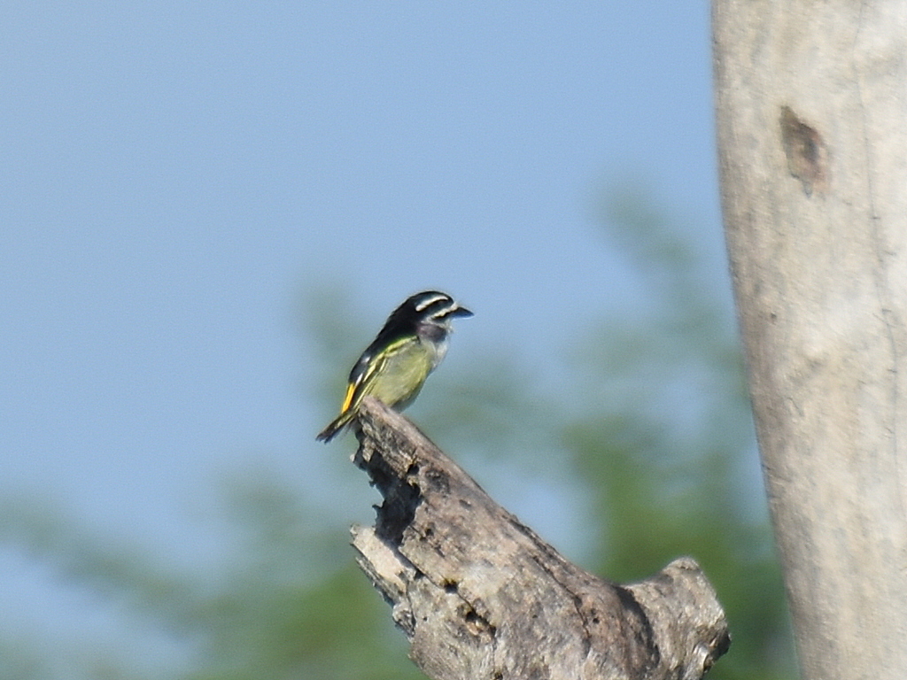 Tinkerbird, Yellow-rumped